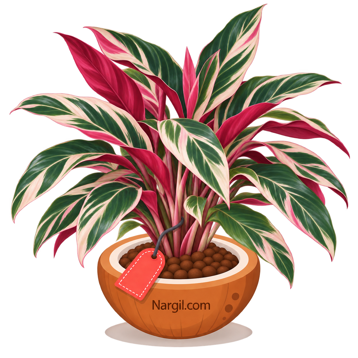 Nargil_Stromanthe Sanguinea